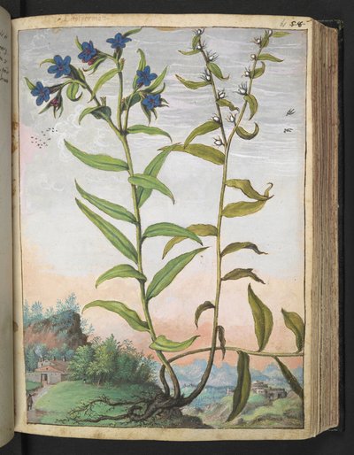 Buglossoides purpurocaerulea, de "Peintures de la flore des États romains" par Gherardo Cibo, Add MS 22333, f061r, c.1564-84 - Gherardo Cibo