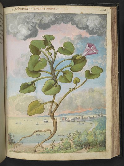Calystegia soldanella, de "Peintures de la flore des États romains" par Gherardo Cibo, Add MS 22333, f150r, c.1564-84 - Gherardo Cibo