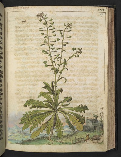 Capsella bursa-pastoris, de "Paintings of Flora of the Roman States" par Gherardo Cibo - Gherardo Cibo