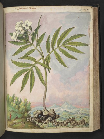 Cardamine heptaphylla, de 