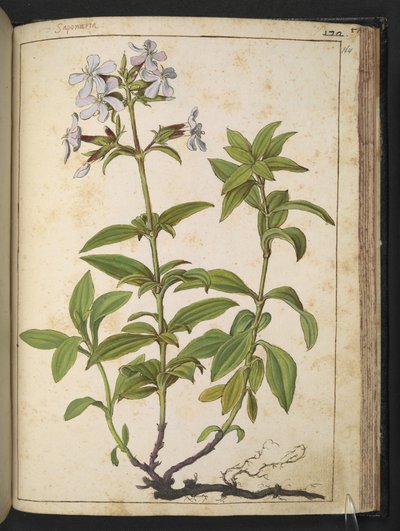 Caryophyllaceae (Saponaire): un genre de plantes à fleurs de la famille des Caryophyllaceae, de 