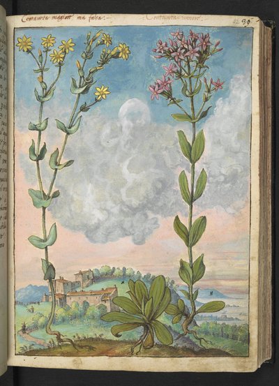 Centaurium erythraea, de 