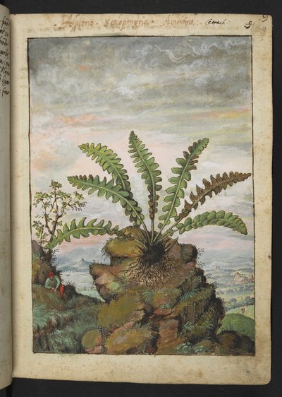 Ceterach officinarum, de "Paintings of Flora of the Roman States" par Gherardo Cibo - Gherardo Cibo