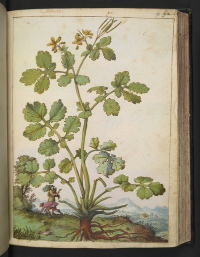 Chelidonium majus, de 