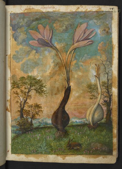 Colchicum autumnale, de "Paintings of Flora of the Roman States" par Gherardo Cibo - Gherardo Cibo