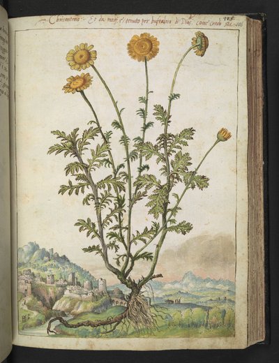 Cota tinctoria, de "Peintures de la flore des États romains" par Gherardo Cibo, Add MS 22333, f106r, c.1564-84 - Gherardo Cibo