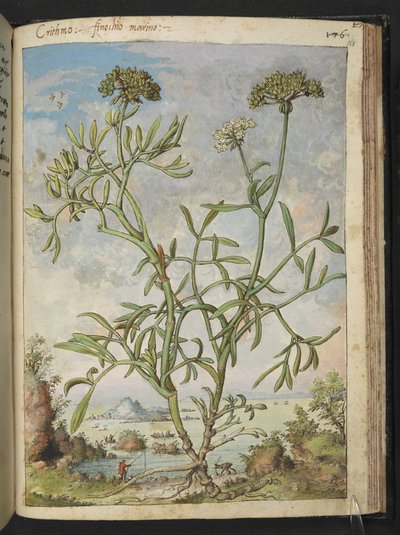 Crithmum maritimum, peut-être Crithmum, de 