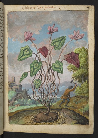 Cyclamen hederifolium, de "Peintures de la flore des États romains" par Gherardo Cibo - Gherardo Cibo