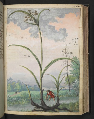 Cyperus serotinus, de "Paintings of Flora of the Roman States" par Gherardo Cibo - Gherardo Cibo