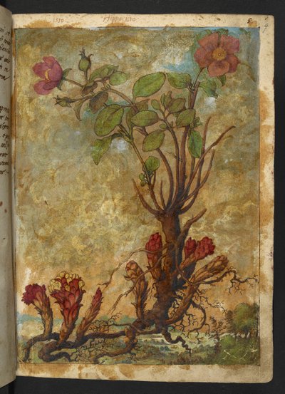 Cytinus hypocistis, de "Peintures de la flore des États romains" par Gherardo Cibo - Gherardo Cibo
