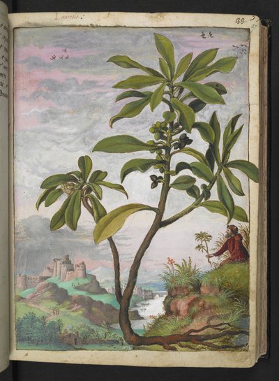 Daphne laureola, de "Paintings of Flora of the Roman States" par Gherardo Cibo - Gherardo Cibo