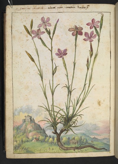 Dianthus longicaulis : Une plante aux pétales roses, de 