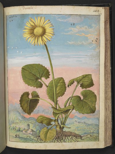 Doronicum austriacum: Une plante avec une fleur jaune, de 