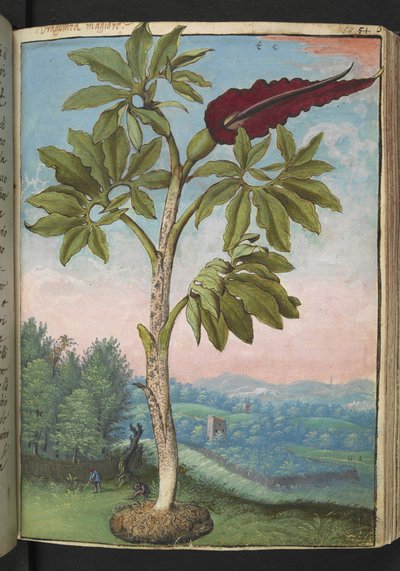 Dracunculus vulgaris, de "Paintings of Flora of the Roman States" par Gherardo Cibo - Gherardo Cibo
