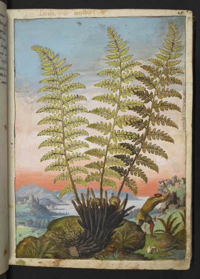 Dryopteris filix mas: Une fougère, de "Paintings of Flora of the Roman States" par Gherardo Cibo - Gherardo Cibo