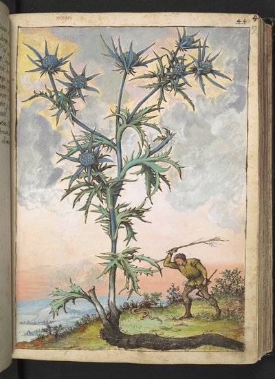 Eryngium maritimum, de "Peintures de la flore des États romains" par Gherardo Cibo, Add MS 22333, f047r, c.1564-84 - Gherardo Cibo