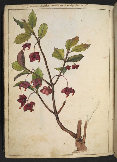 Euonymus europaeus (Fusain d