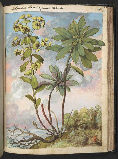 Euphorbia amygdaloises ou Euphorbia characias, de "Peintures de la flore des États romains" par Gherardo Cibo, Add MS 22333, f154r, c.1564-84 - Gherardo Cibo