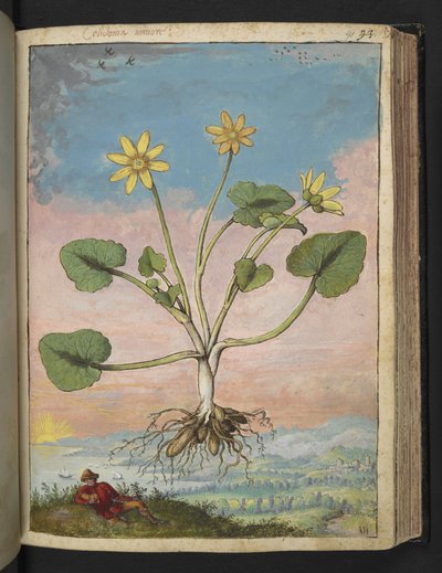 Ficaria verna, de "Paintings of Flora of the Roman States" par Gherardo Cibo - Gherardo Cibo