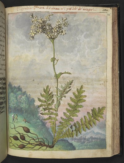 Filipendula vulgari, de "Peintures de la flore des États romains" par Gherardo Cibo, Add MS 22333, f146r, c.1564-84 - Gherardo Cibo