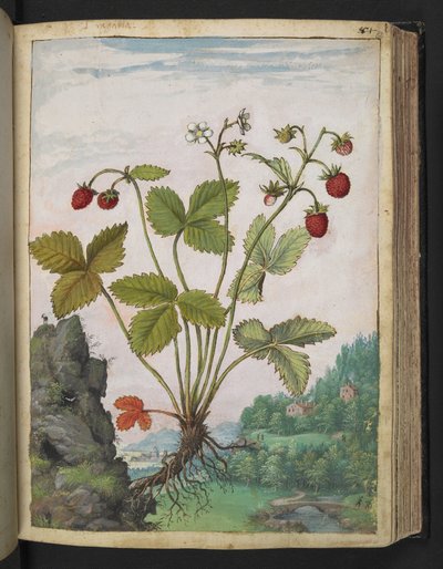 Fragaria vesca, de "Paintings of Flora of the Roman States" par Gherardo Cibo - Gherardo Cibo