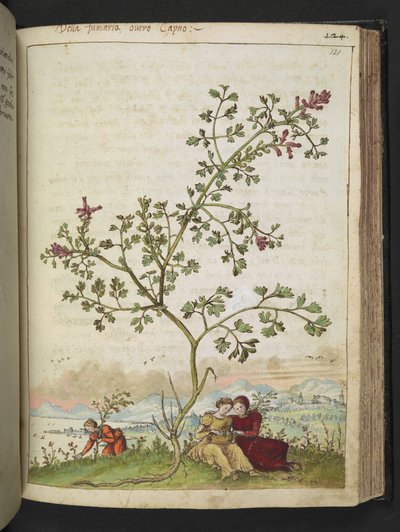 Fumaria gaillardotii, de "Peintures de la flore des États romains" par Gherardo Cibo - Gherardo Cibo