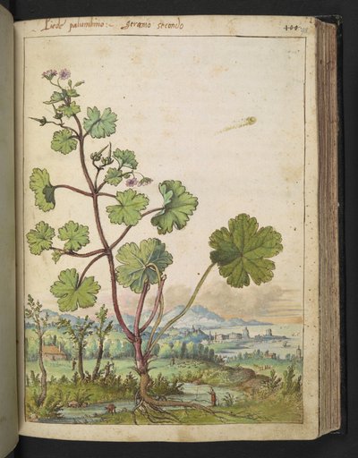 Geranium rotundifolium: Une plante avec des fleurs roses, de "Peintures de la flore des États romains" par Gherardo Cibo - Gherardo Cibo