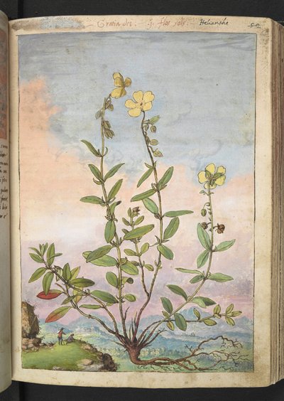 Helianthemum nummularium, de "Paintings of Flora of the Roman States" par Gherardo Cibo - Gherardo Cibo