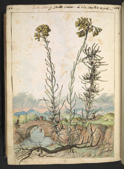 Helichrysum italicum: une plante avec des bourgeons jaunes, de 