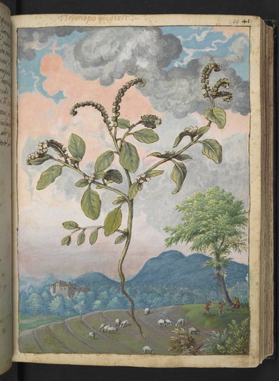 Heliotropium europeanum, de "Peintures de la flore des États romains" par Gherardo Cibo, Add MS 22333, f044r, c.1564-84 - Gherardo Cibo