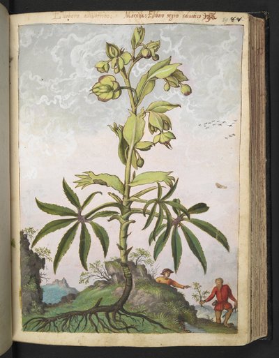 Helleborus foetidus, de "Paintings of Flora of the Roman States" par Gherardo Cibo - Gherardo Cibo