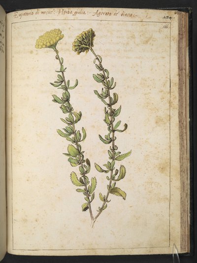 Eupatoire chanvrine (du genre Eupatorium), peut-être Anthyllide vulnéraire, de "Peintures de la flore des États romains" par Gherardo Cibo, Add MS 22333, f166r, c.1564-84 - Gherardo Cibo