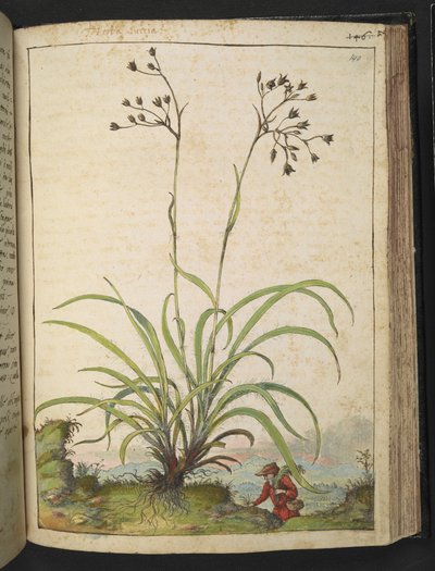 Herba Luccia, de "Peintures de la flore des États romains" par Gherardo Cibo - Gherardo Cibo