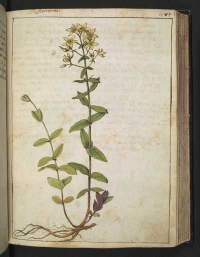 Hypericum perfoliatum, de 