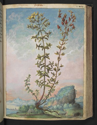 Hypericum perforatum, de "Peintures de la flore des États romains" par Gherardo Cibo - Gherardo Cibo