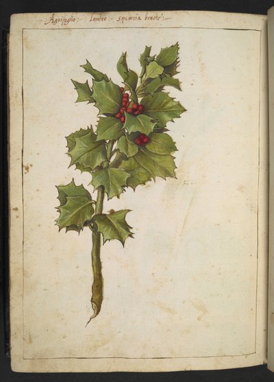 Ilex aquifolium (Houx), de "Peintures de la flore des États romains" par Gherardo Cibo, Add MS 22333, f182v, c.1564-84 - Gherardo Cibo