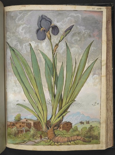 Iris germanica, de "Peintures de la flore des États romains" par Gherardo Cibo - Gherardo Cibo