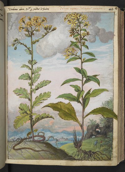 Jacobaeae vulgaris et Senecio ovatu, de "Peintures de la flore des États romains" par Gherardo Cibo, Add MS 22333, f046r, c.1564-84 - Gherardo Cibo