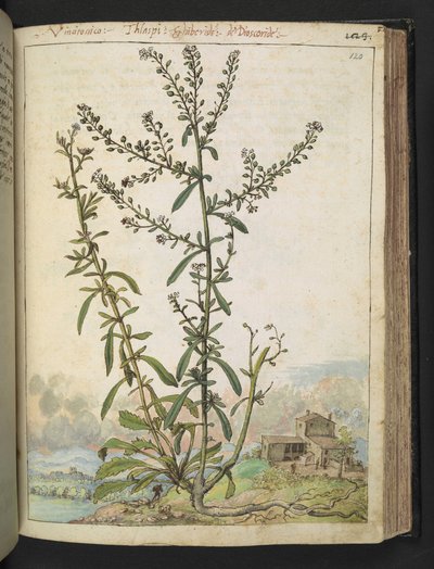Lepidium graminifolium, de 