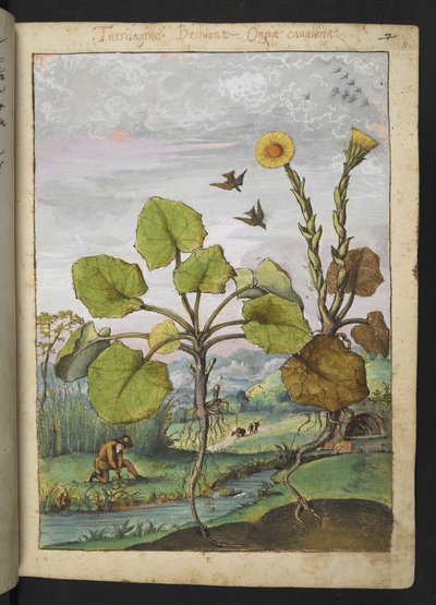 Ligularia tussilaginea (Plante léopard), de "Peintures de la flore des États romains" par Gherardo Cibo - Gherardo Cibo