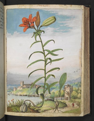 Lilium bulbiferum: Une plante à pétales rouges, de "Paintings of Flora of the Roman States" par Gherardo Cibo - Gherardo Cibo