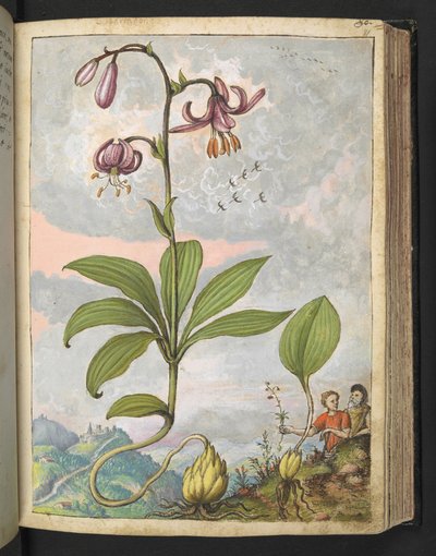 Lilium martagon, de "Paintings of Flora of the Roman States" par Gherardo Cibo - Gherardo Cibo