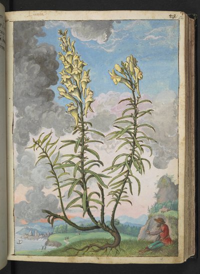Linaria vulgaris, de "Paintings of Flora of the Roman States" par Gherardo Cibo - Gherardo Cibo