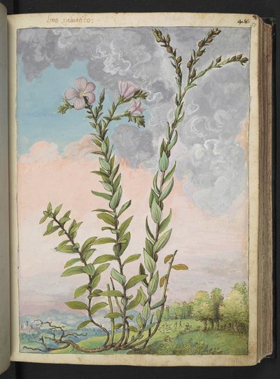 Linum viscosum: Une plante haute avec des fleurs roses, de "Peintures de la flore des États romains" par Gherardo Cibo - Gherardo Cibo
