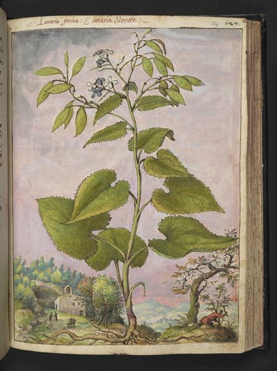 Lunaria redivivia, de "Paintings of Flora of the Roman States" par Gherardo Cibo - Gherardo Cibo