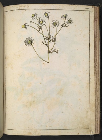 Matricaria chamomilla (Camomille), de "Peintures de la flore des États romains" par Gherardo Cibo, Add MS 22333, f163r, c.1564-84 - Gherardo Cibo