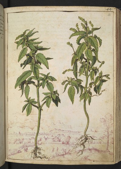 Mercurialis annua, de "Paintings of Flora of the Roman States" par Gherardo Cibo - Gherardo Cibo
