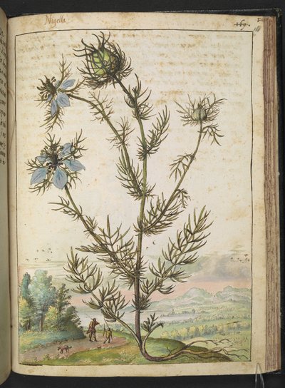 Nigella damascena, de "Peintures de la flore des États romains" par Gherardo Cibo - Gherardo Cibo