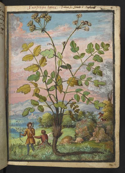 Oenanthe crocata, de "Paintings of Flora of the Roman States" par Gherardo Cibo - Gherardo Cibo