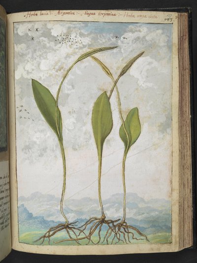 Ophioglossum vulgatum, de "Peintures de la flore des États romains" par Gherardo Cibo, Add MS 22333, f137r, c.1564-84 - Gherardo Cibo